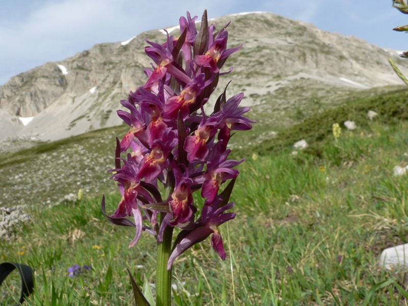 Dactylorhiza sambucina